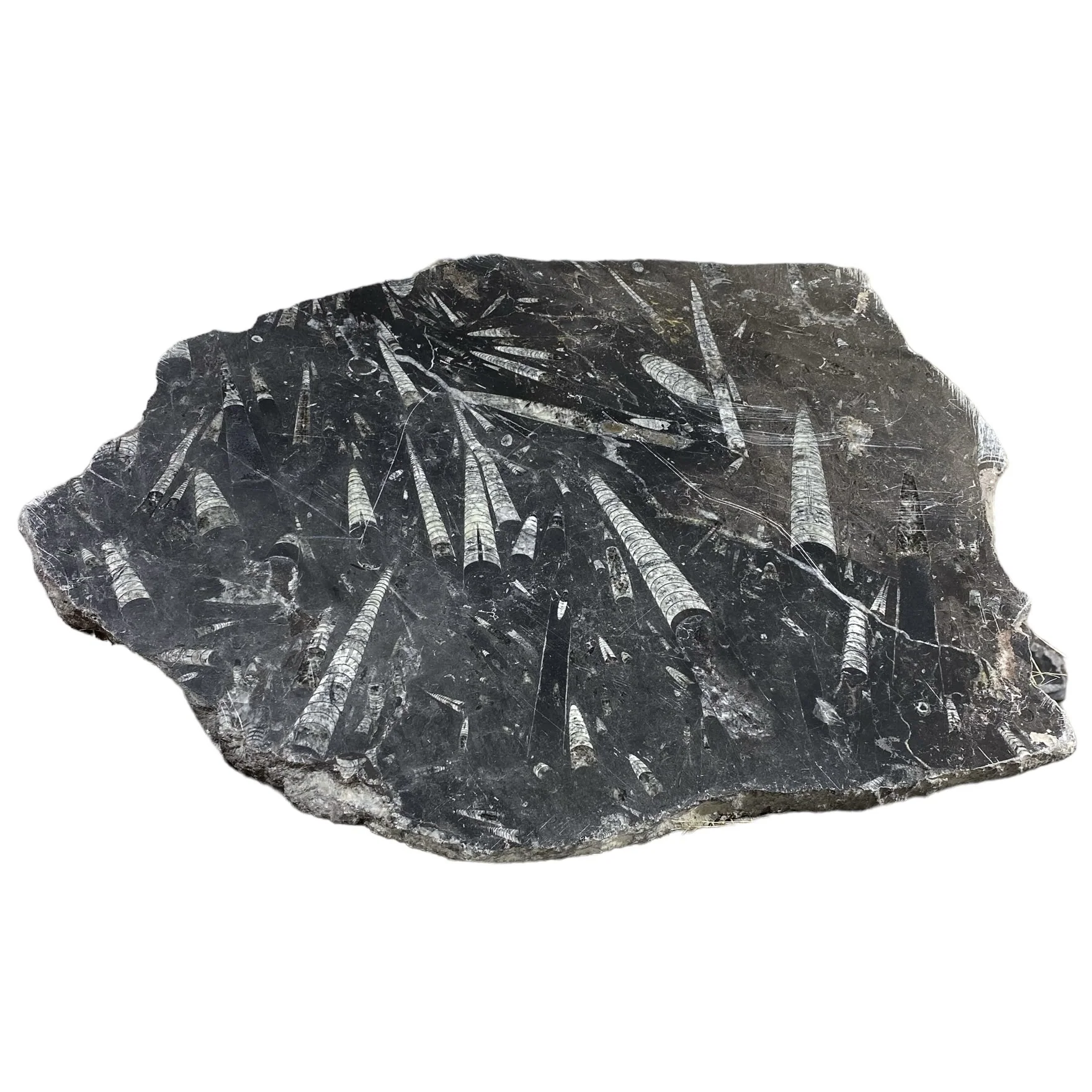 26lb Fossil Stone 20x24 #381037