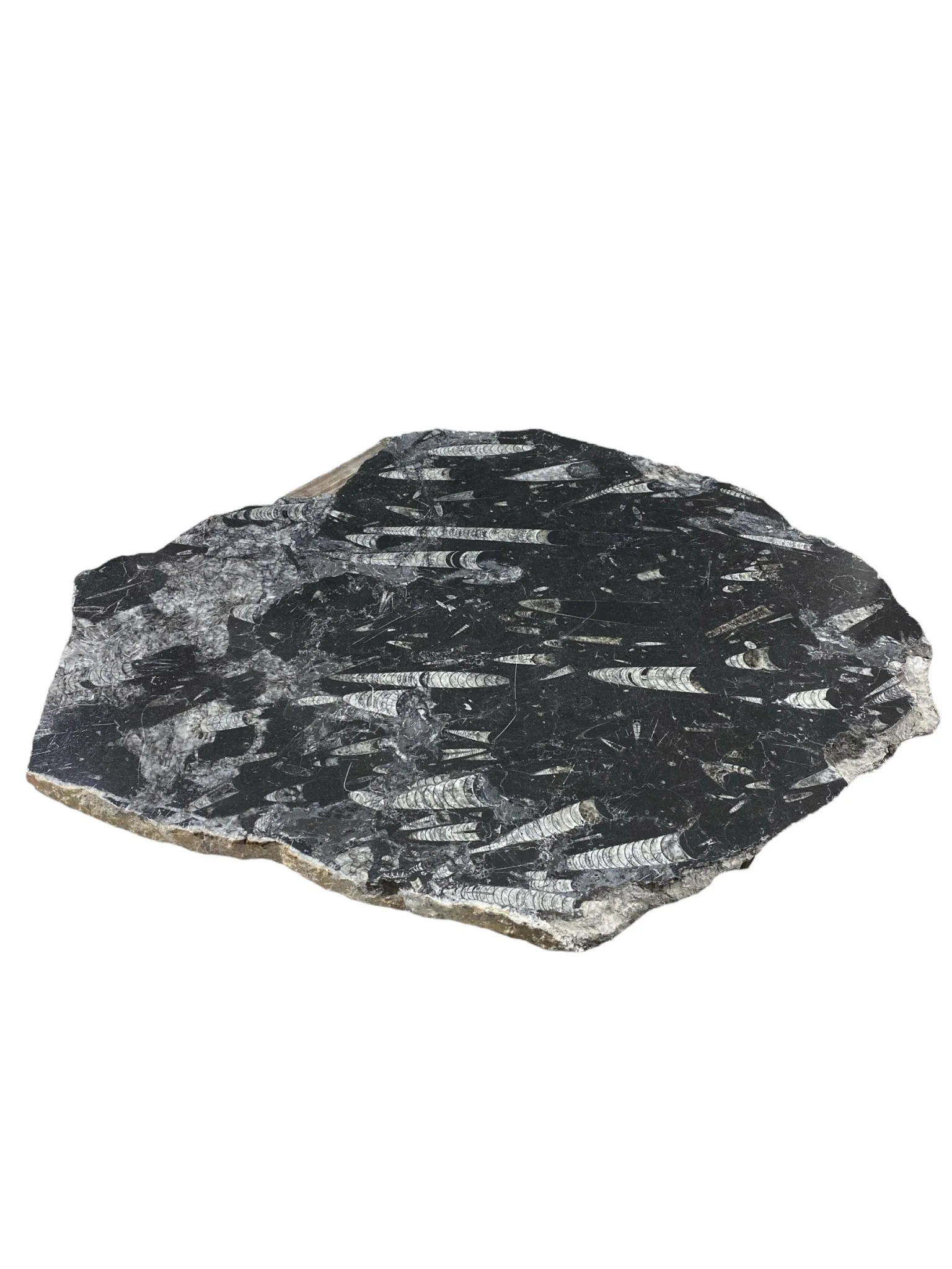 33lb Fossil Stone 21x27 #381038