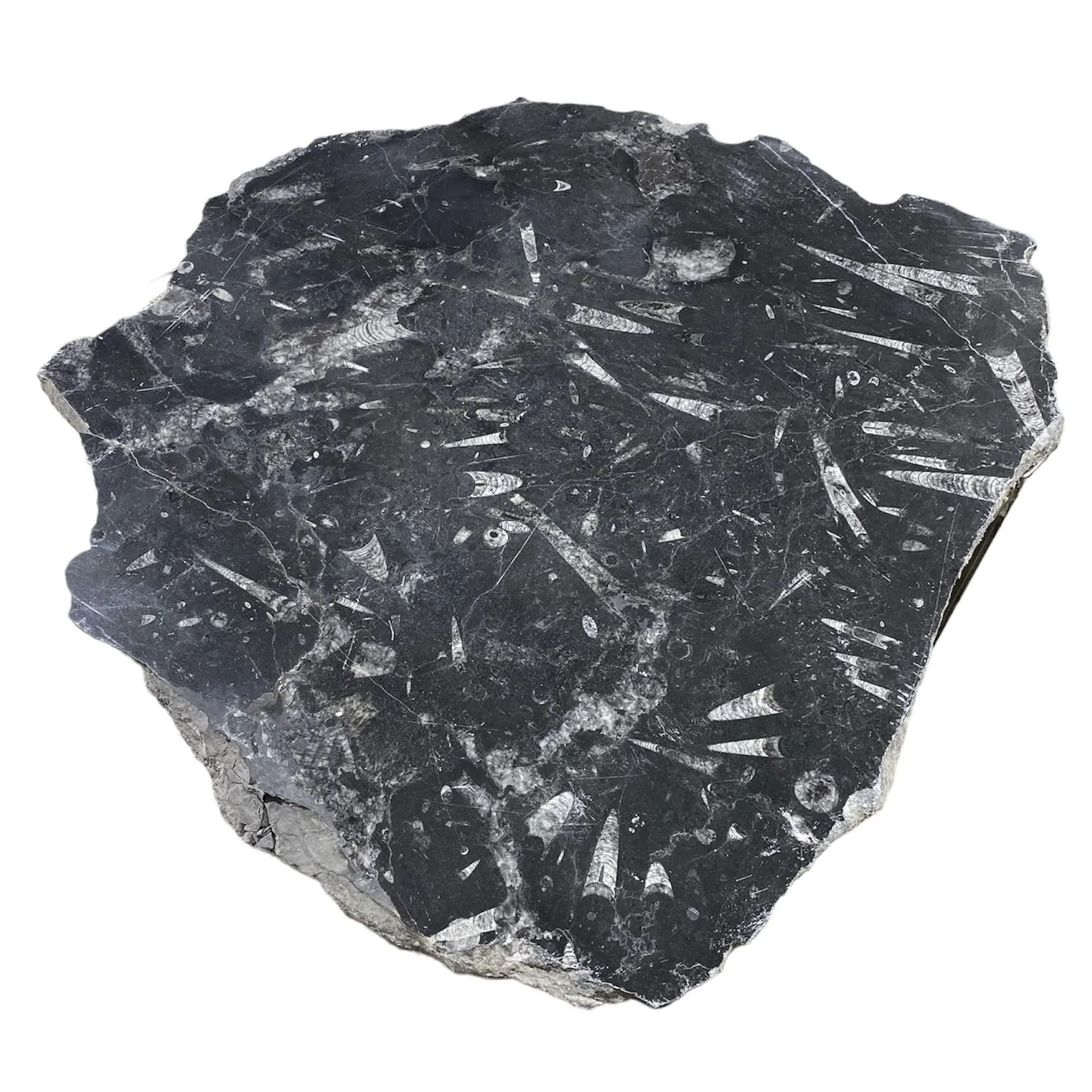 41lb Fossil Stone 24x27" #381016