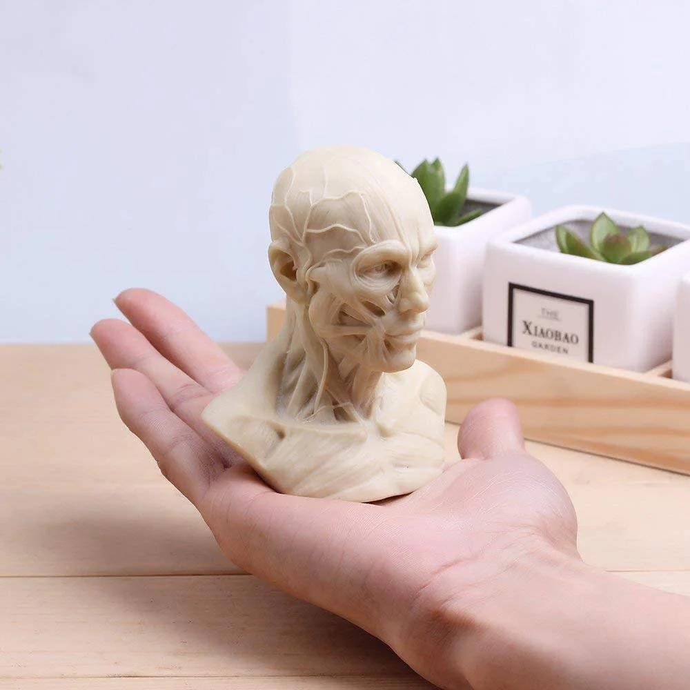 Anatomical Bust Male 4in - Image 3