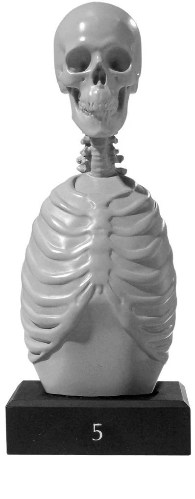 Anatomy Tools Skeleton Torso 5pc Set - Image 2