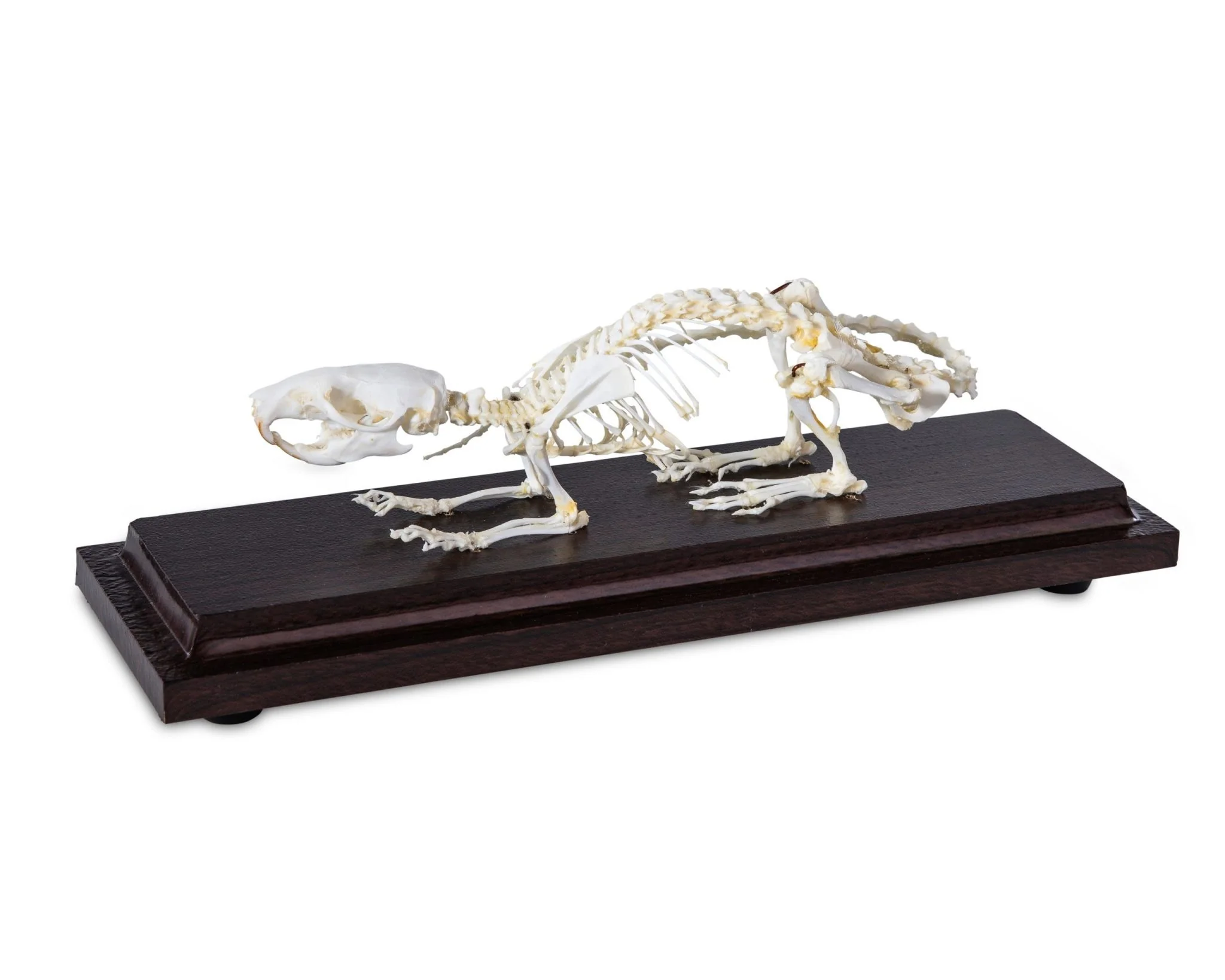 Animal Skeletons - Image 12