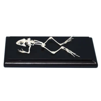 Animal Skeletons - Image 2