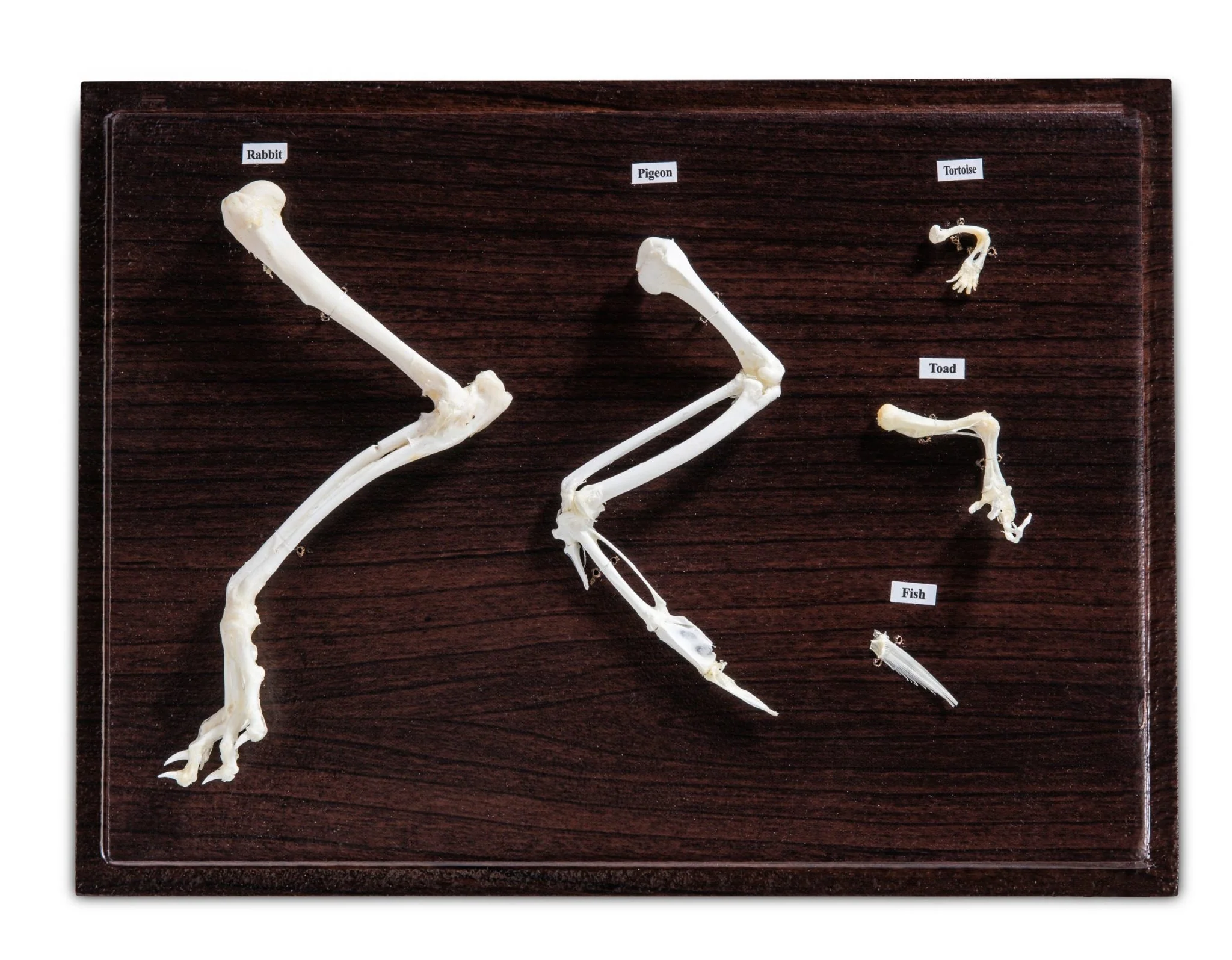 Animal Skeletons - Image 3