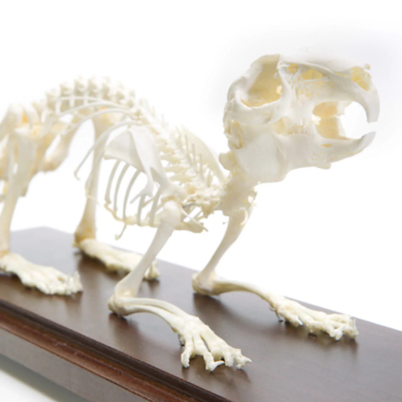 Animal Skeletons - Image 4