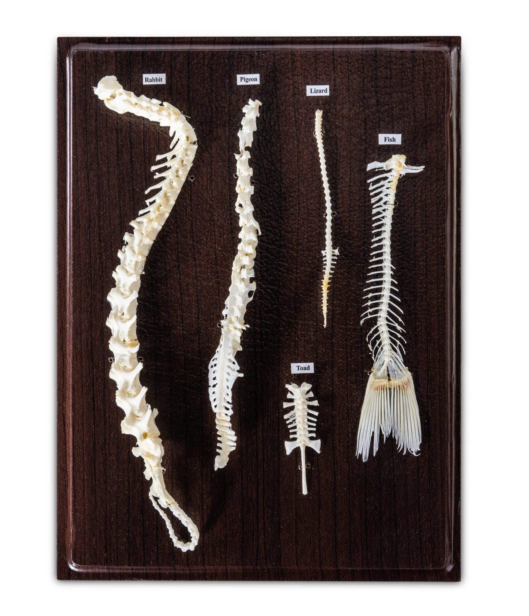 Animal Skeletons - Image 5