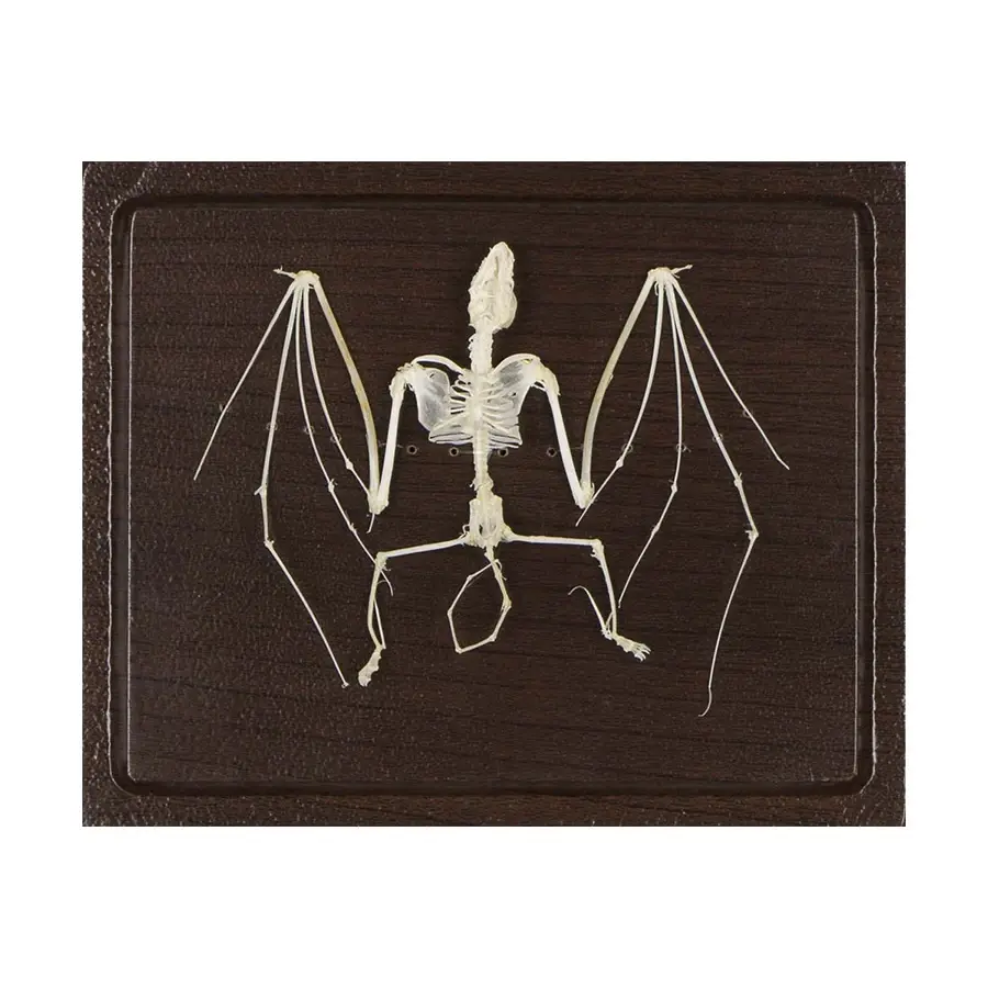 Animal Skeletons - Image 6