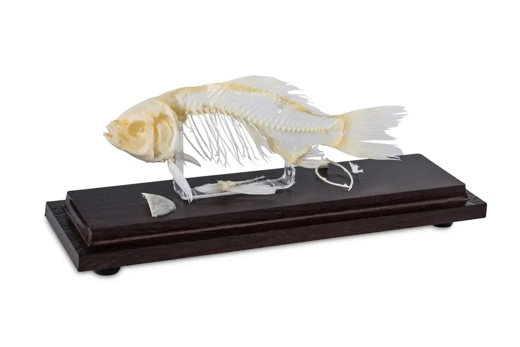 Animal Skeletons - Image 7