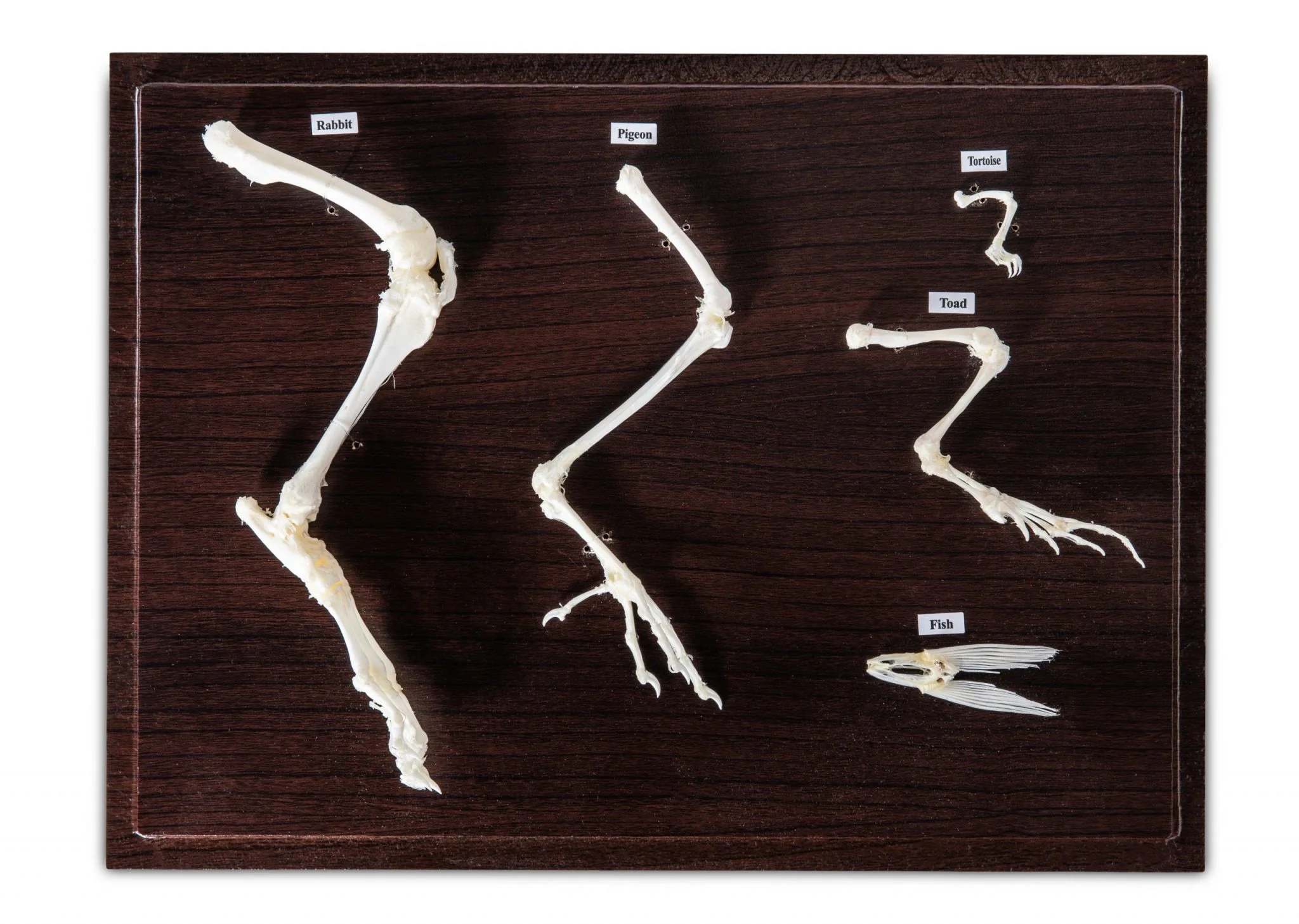 Animal Skeletons - Image 9