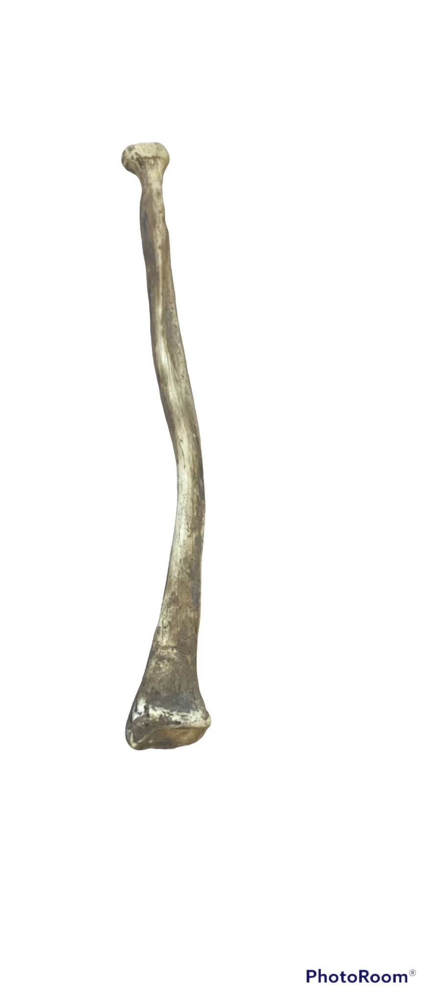Arm Bone Replica Resin - Image 2