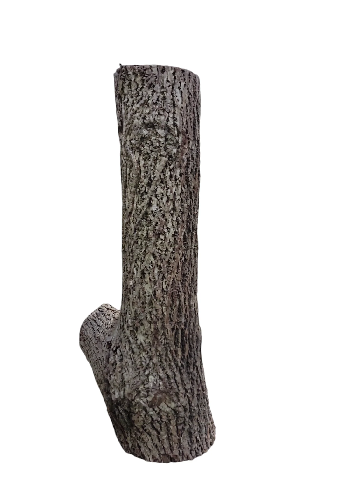 Black Walnut Log Full Bark 11Dx38H 74lbs - Image 2