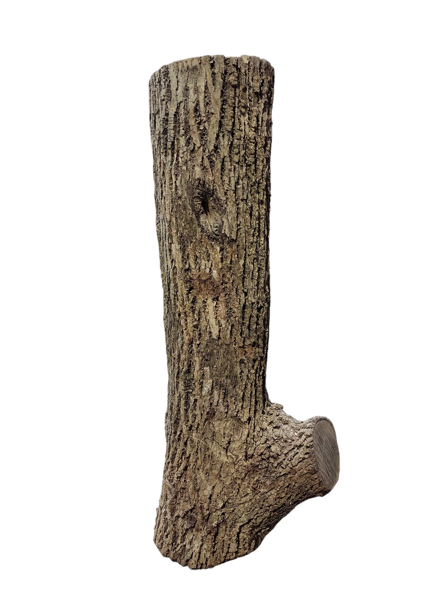 Black Walnut Log Full Bark 11Dx38H 74lbs - Image 3