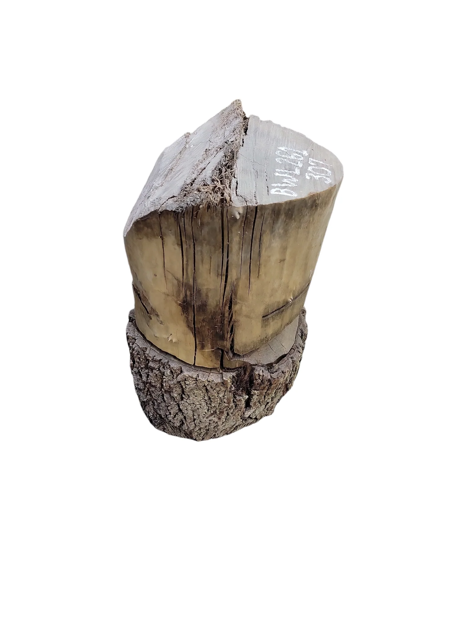 Black Walnut Log Full Bark 12Dx19H 40lbs - Image 3