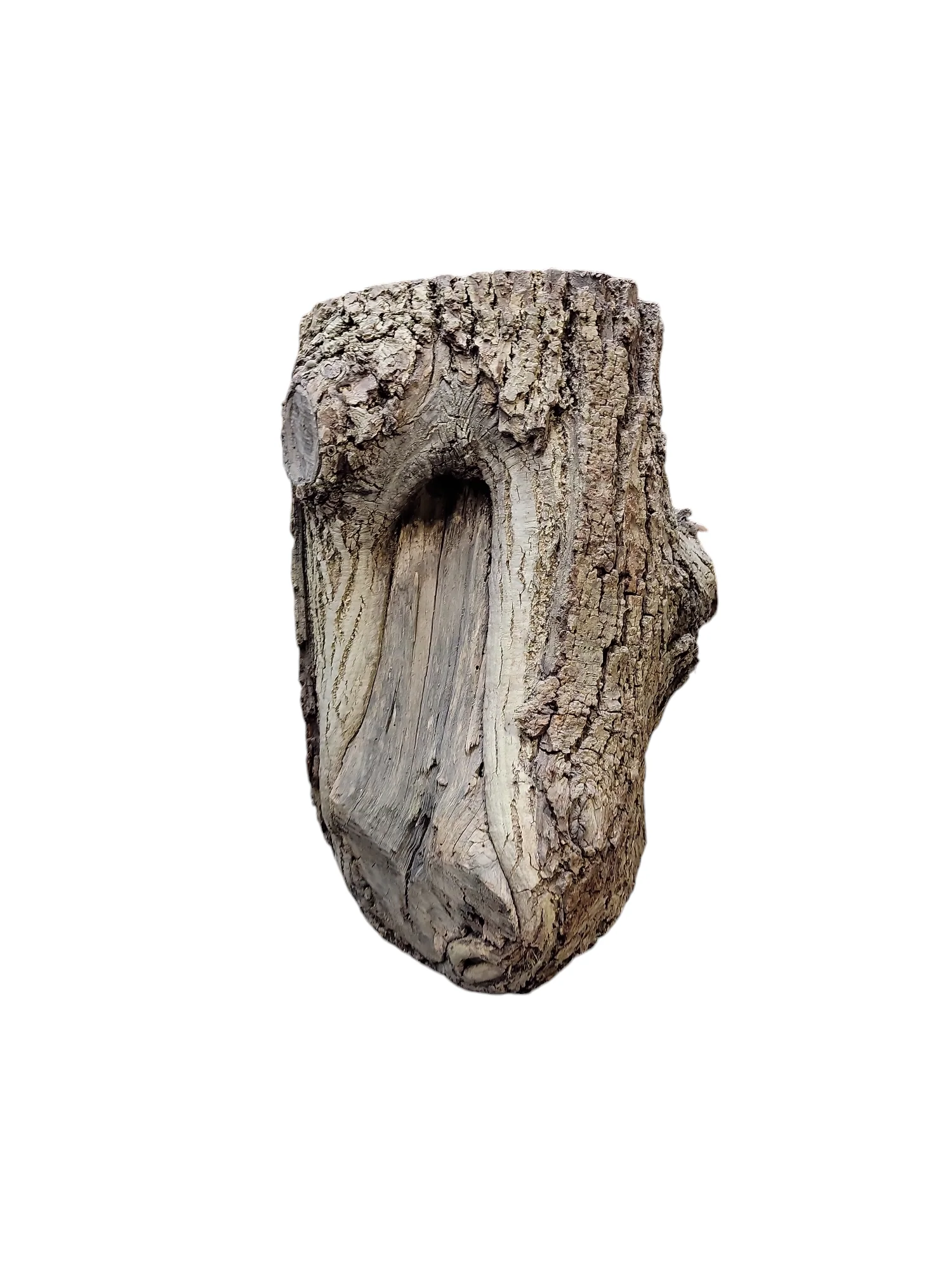 Black Walnut Log Full Bark 12Dx21H 63lbs - Image 2