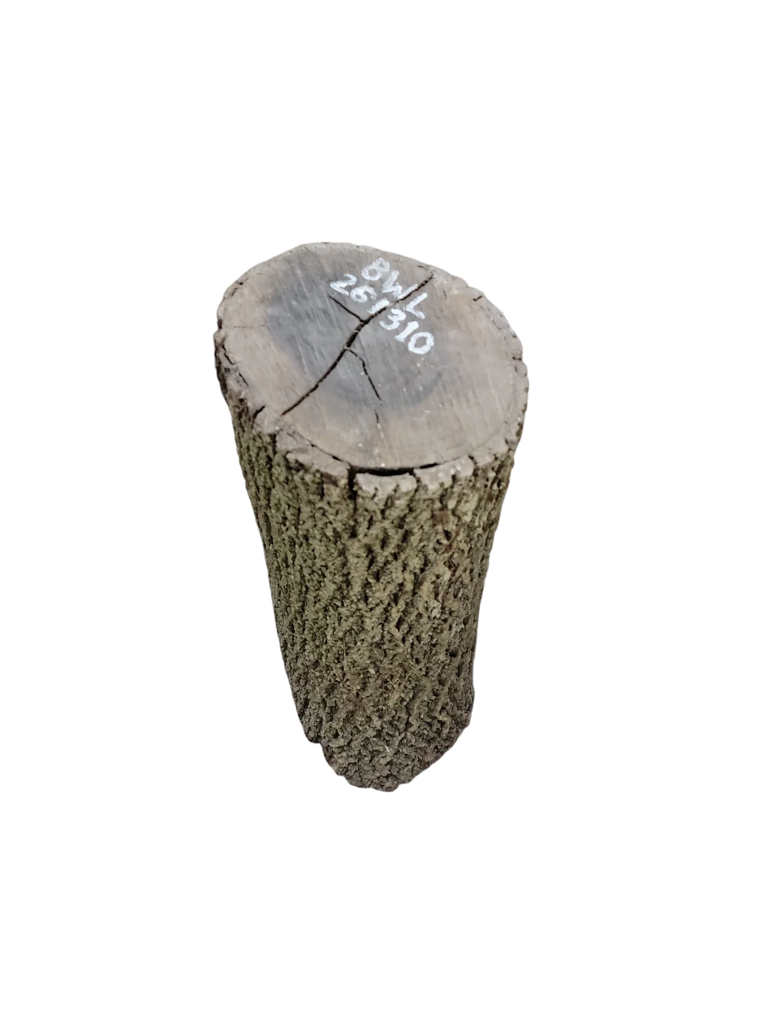 Black Walnut Log Full Bark 12Dx26H 53lbs - Image 2