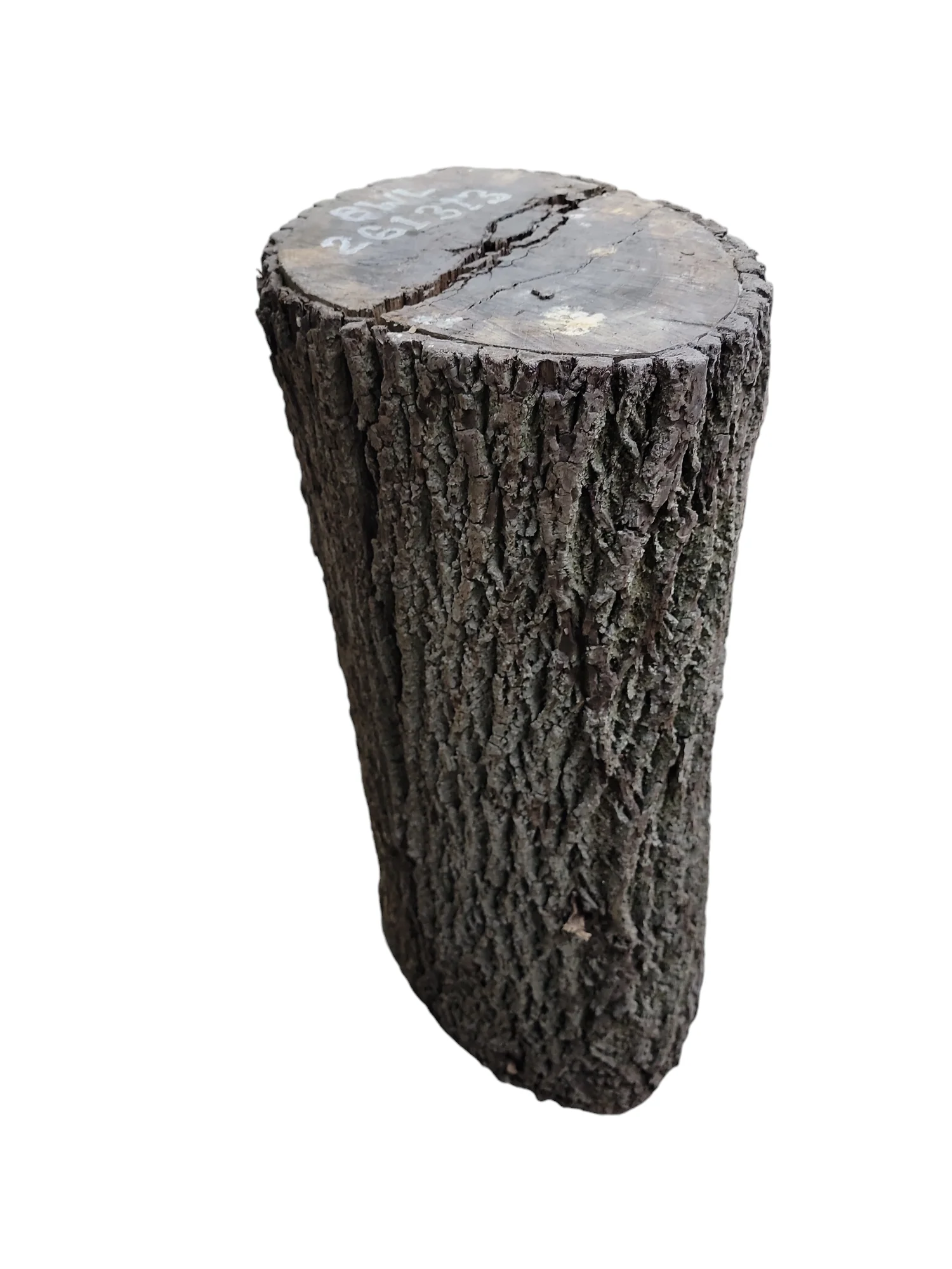 Black Walnut Log Full Bark 17Dx30H 111lbs - Image 2