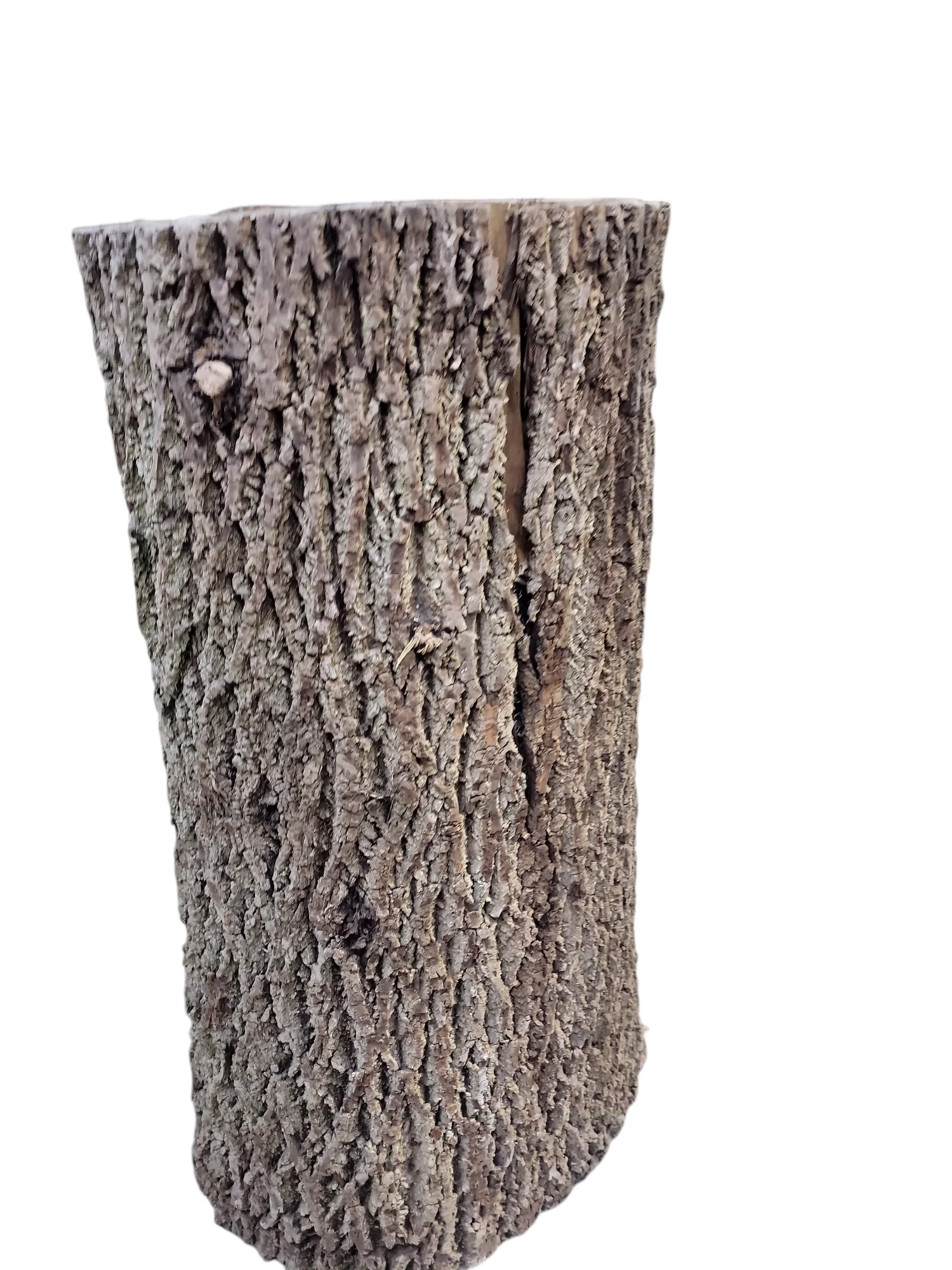 Black Walnut Log Full Bark 17Dx30H 111lbs - Image 3