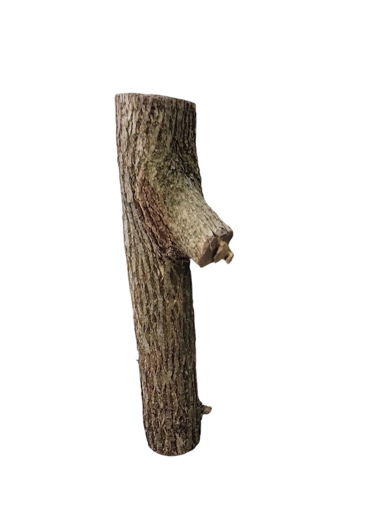 Black Walnut Log Full Bark 7Dx31H 21lbs - Image 2