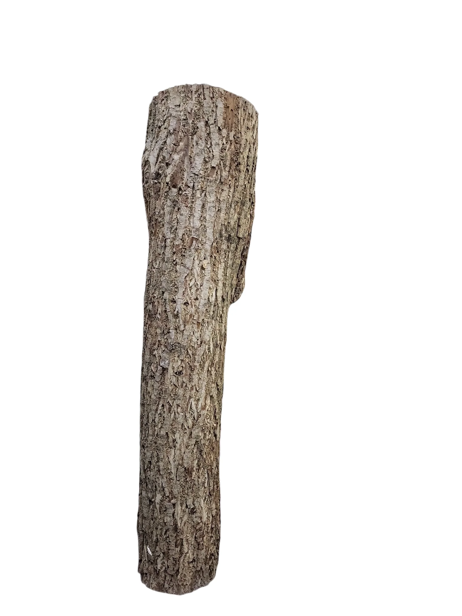 Black Walnut Log Full Bark 7Dx31H 21lbs - Image 3
