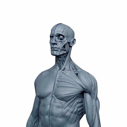 Ecorche Male Figure 12in - Image 3