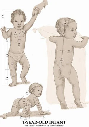 Children's Proportions For Artists Fairbanks Book