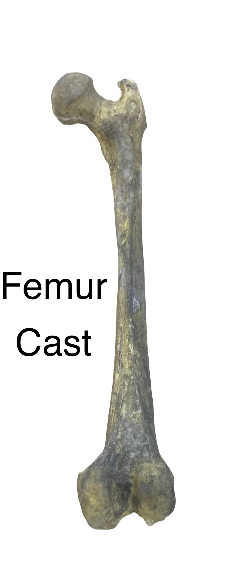 Femur Bone Replica Foam - Image 2
