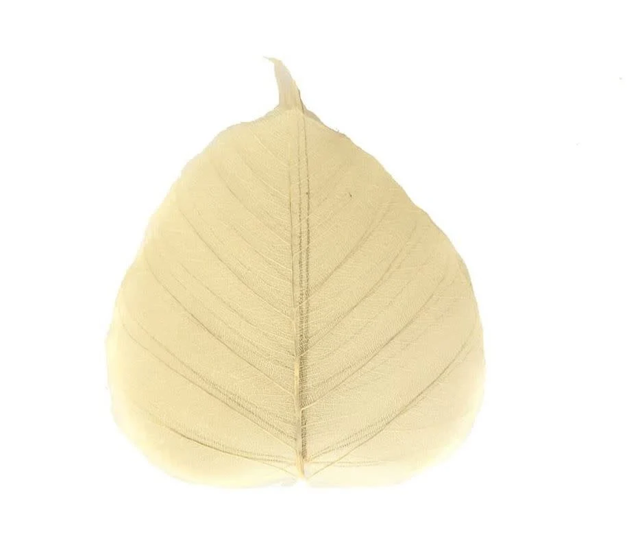 Ficus Leaf 6" (Pack of 5) - Image 2