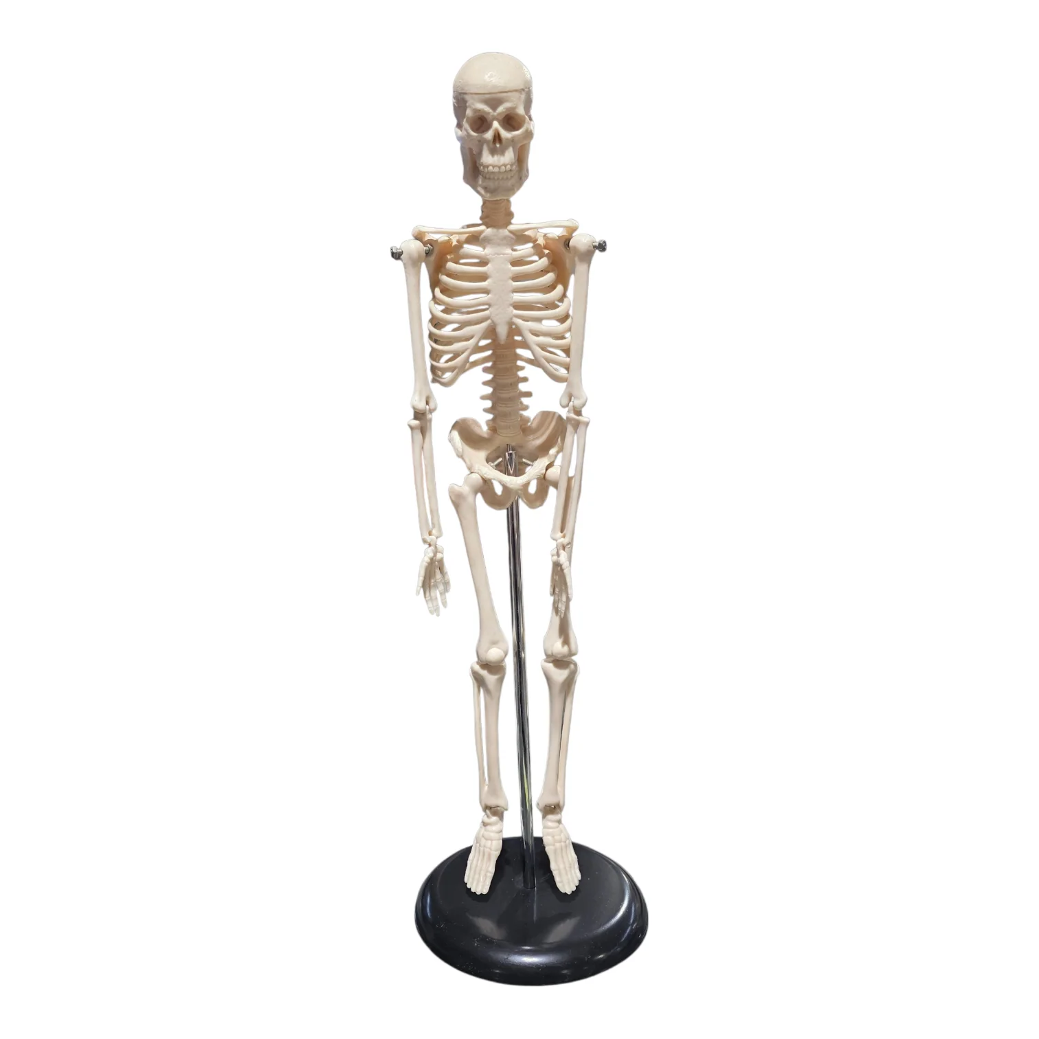 Human Skeleton ~17" (42cm) Plastic