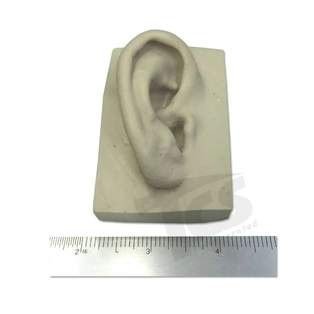 Resin Ear #1 (Young) - Image 3