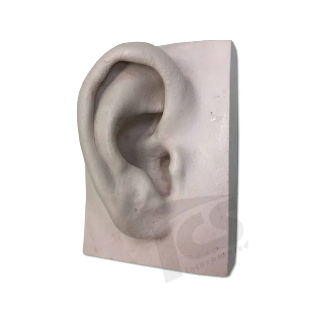 Resin Ear #1 (Young) - Image 4