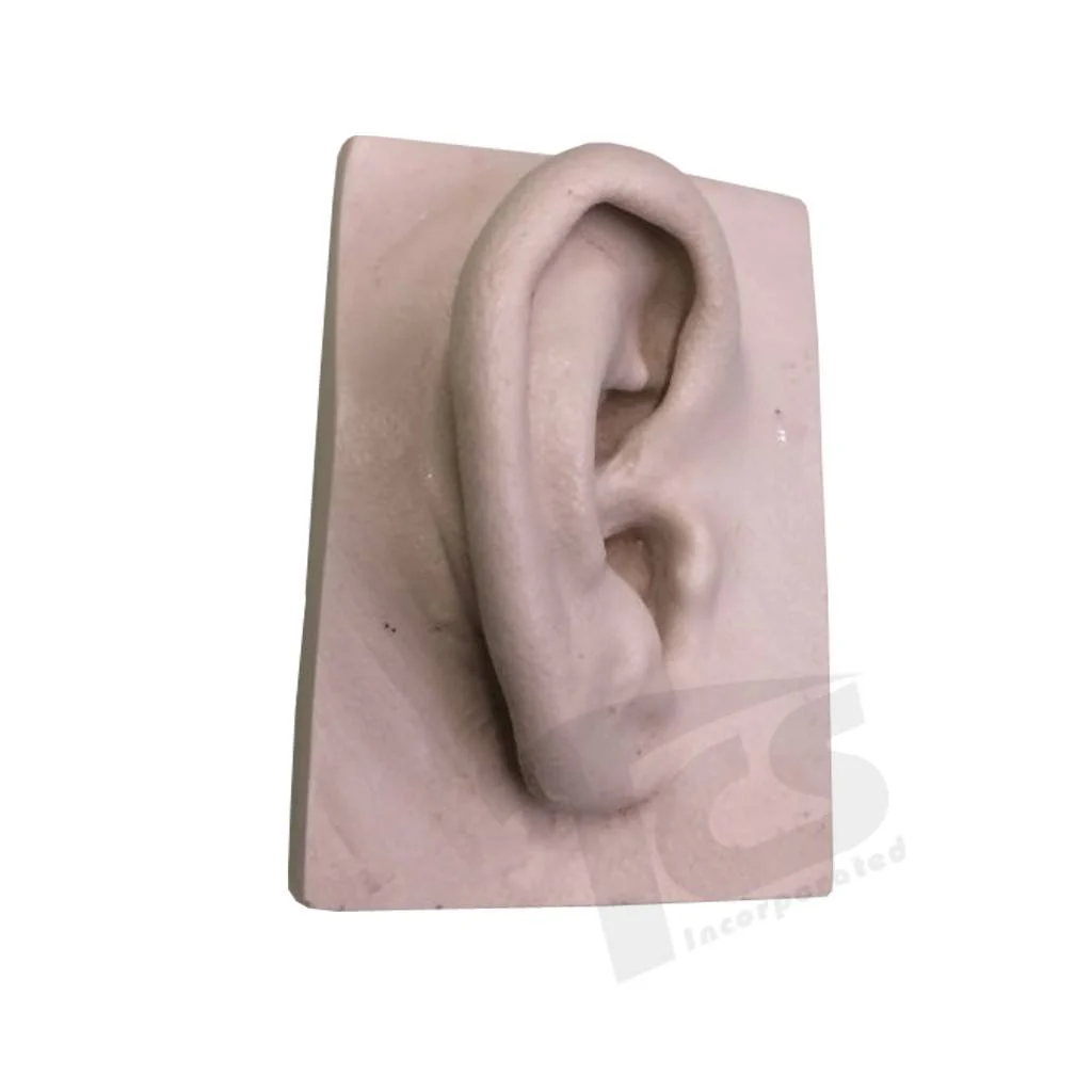 Resin Ear #1 (Young) - Image 5