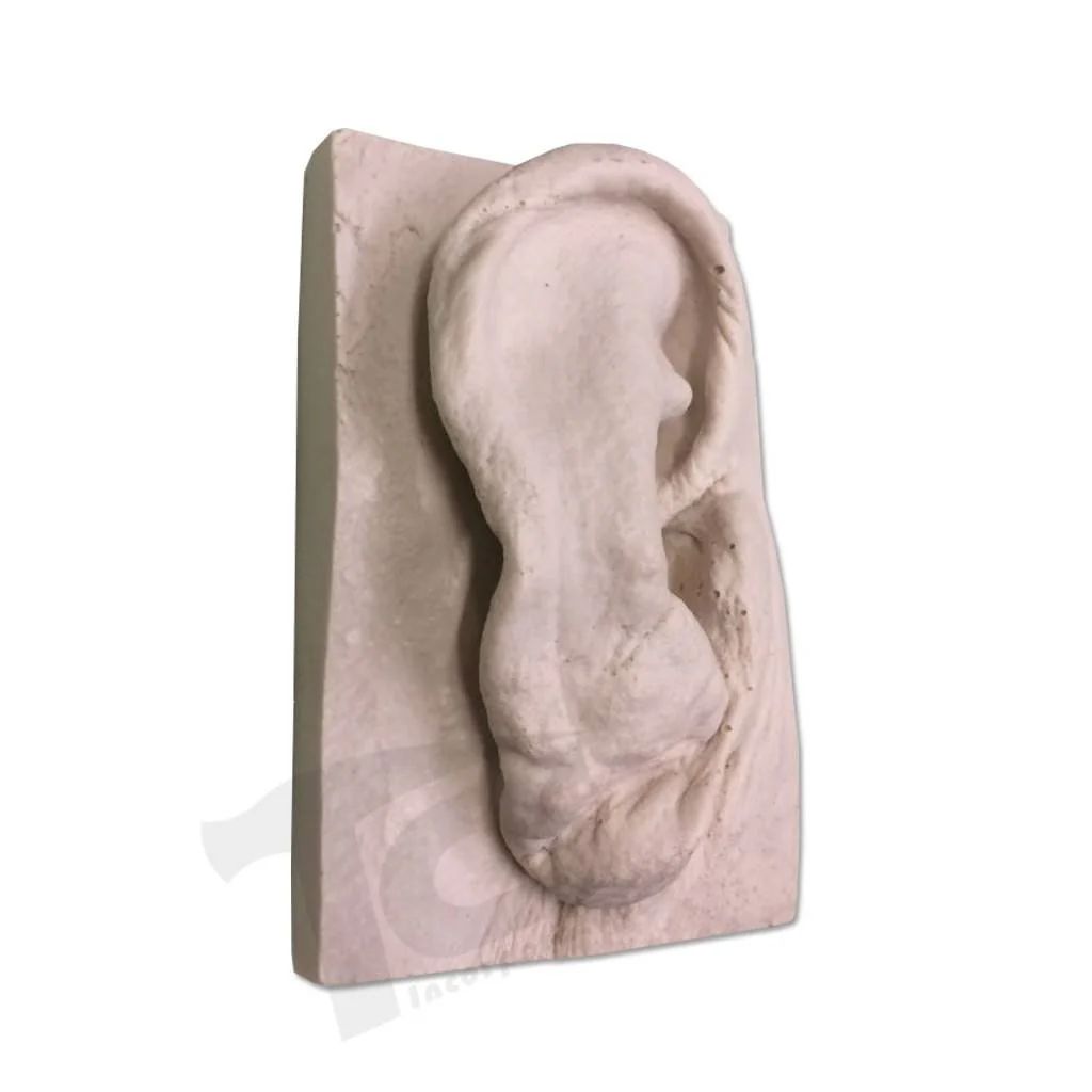 Resin Ear #2 (Elderly) - Image 3