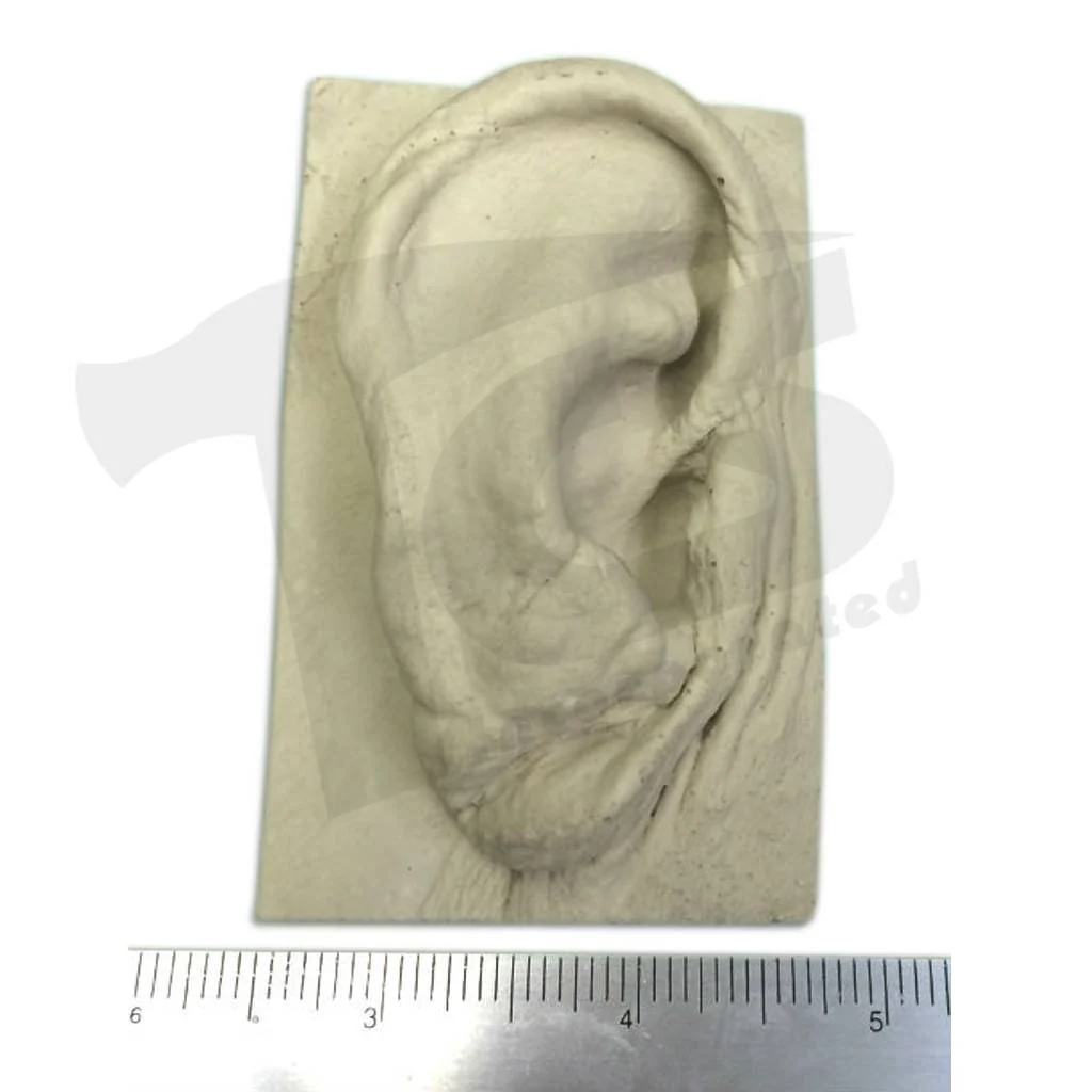 Resin Ear #2 (Elderly) - Image 4