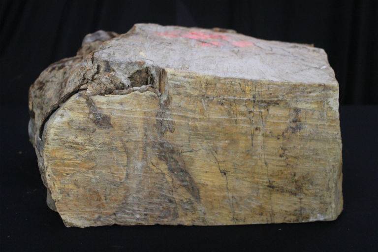 Spalted Maple Burl 18x20x7 #30016 - Image 2