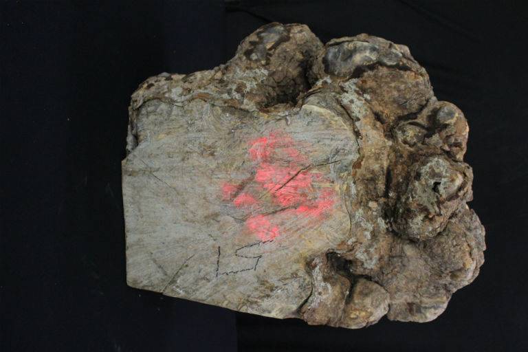Spalted Maple Burl 18x20x7 #30016 - Image 5