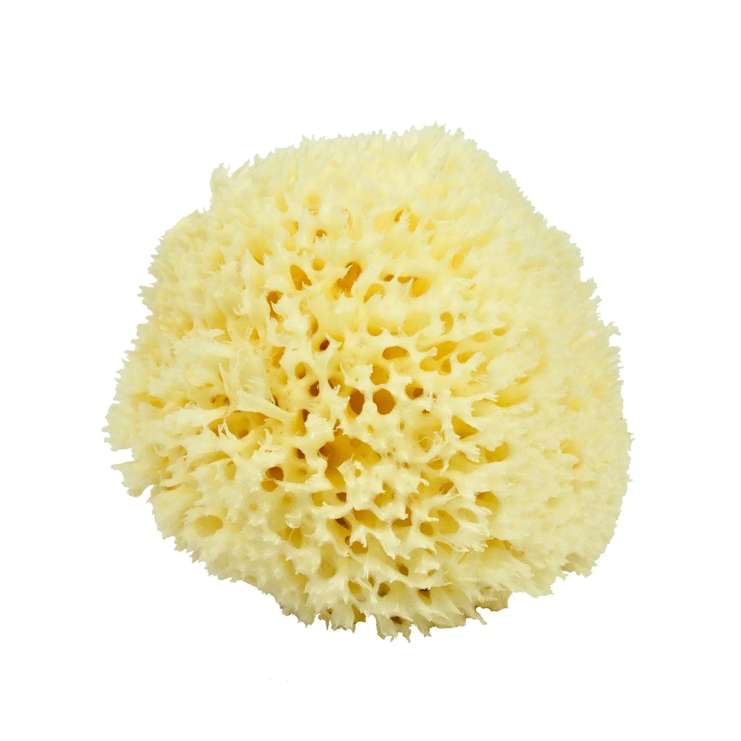 Neptune™ Wool Sea Sponges - Image 2