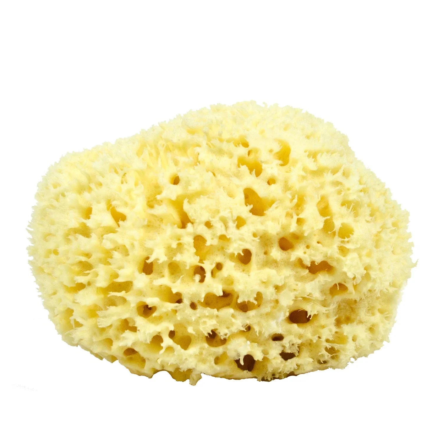 Neptune™ Wool Sea Sponges - Image 3