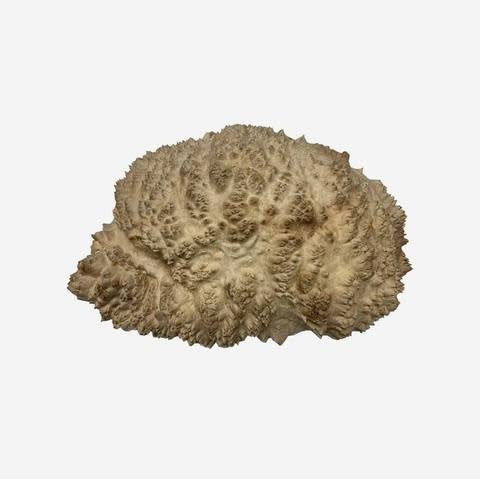 Red Mallee Burl Cap #405, 12 x 8 x 2 1/2 inches, 4.90 lbs - Image 3