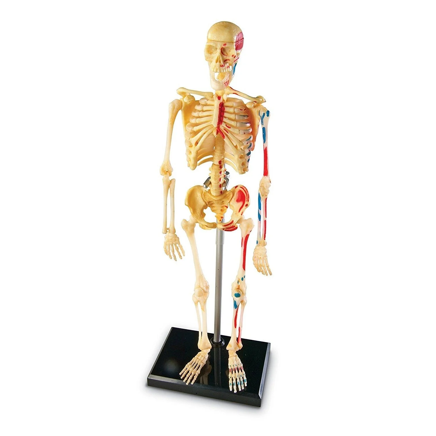 Skeleton 41pc Anatomy Model