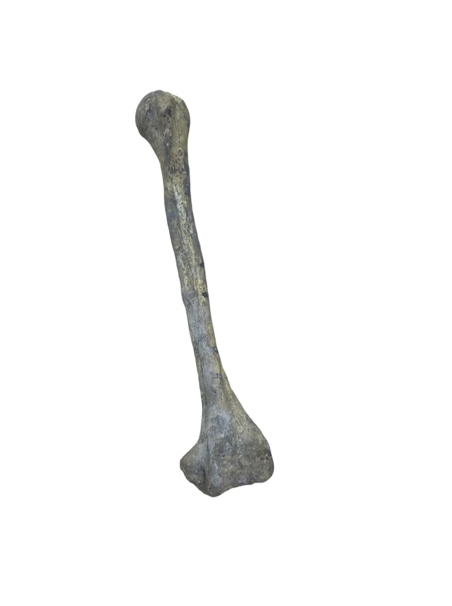 Tibia Bone Replica Foam - Image 2
