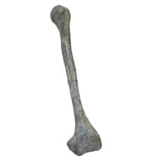 Tibia Bone Replica Resin