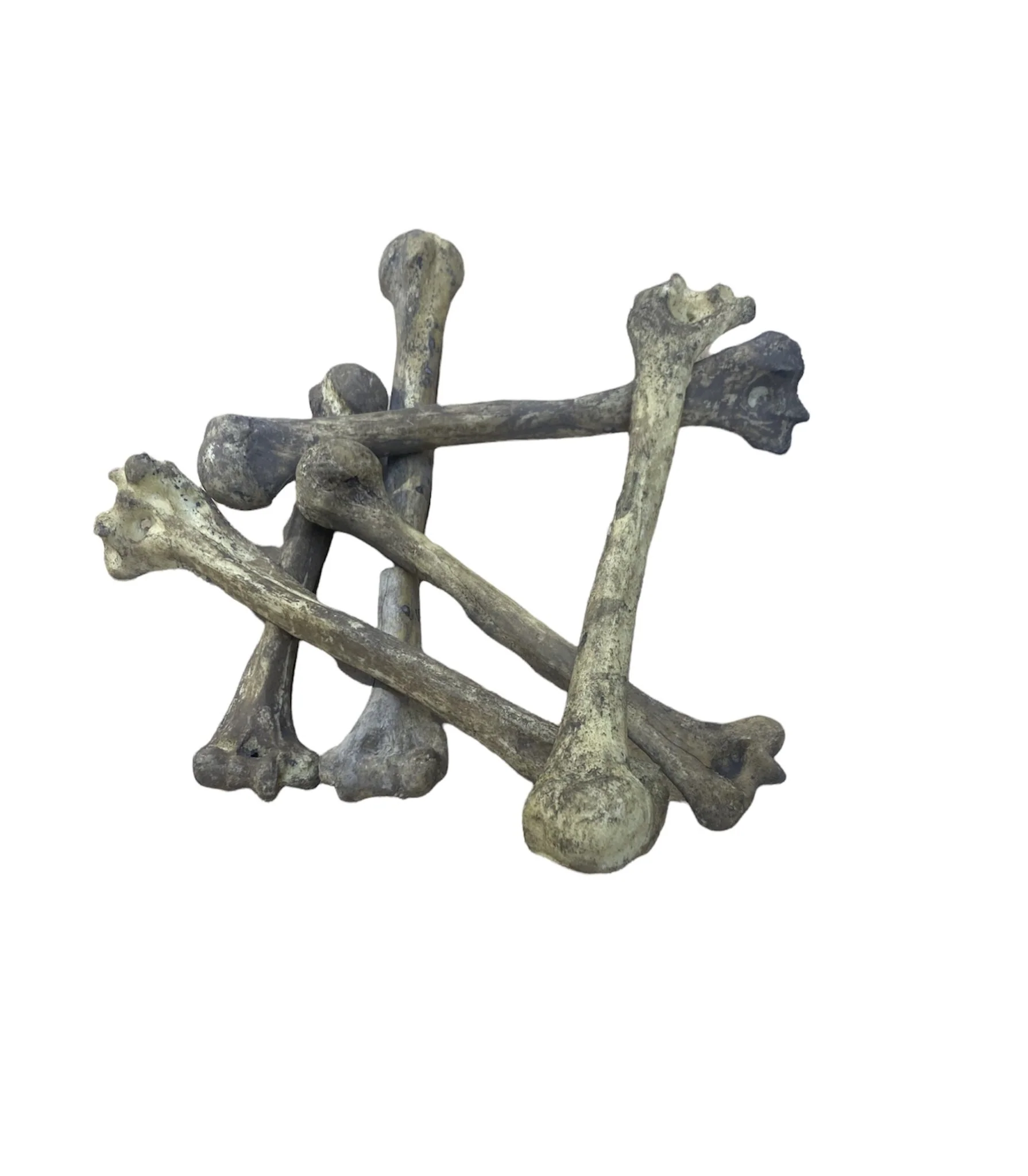 Tibia Bone Replica Resin - Image 2