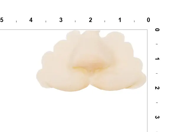 Latex Nose Appliance Cat